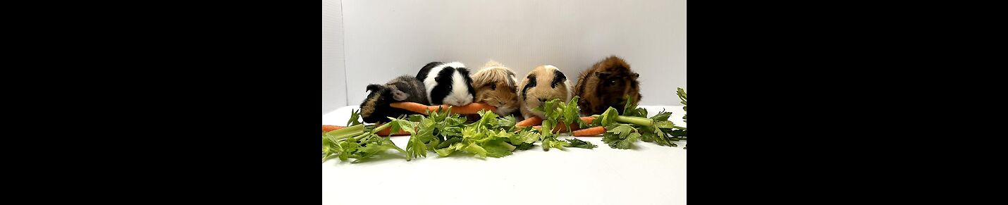 Skinny & Guinea Pigs