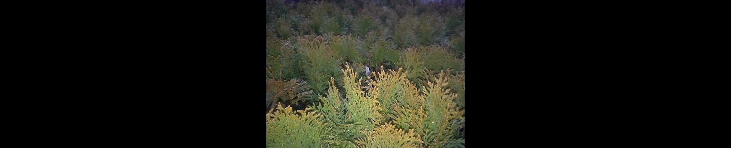 Thuja Trees: Features trees and plants from Shaw Farm Tree Nursery