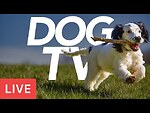 Exciting LIVE Dog TV - Relax Your Dog with Interactive Footage! (24/7)