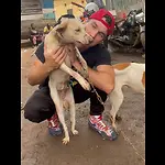 MAN RESCUES DOGS FROM SLAUGHTER GLOBALLY