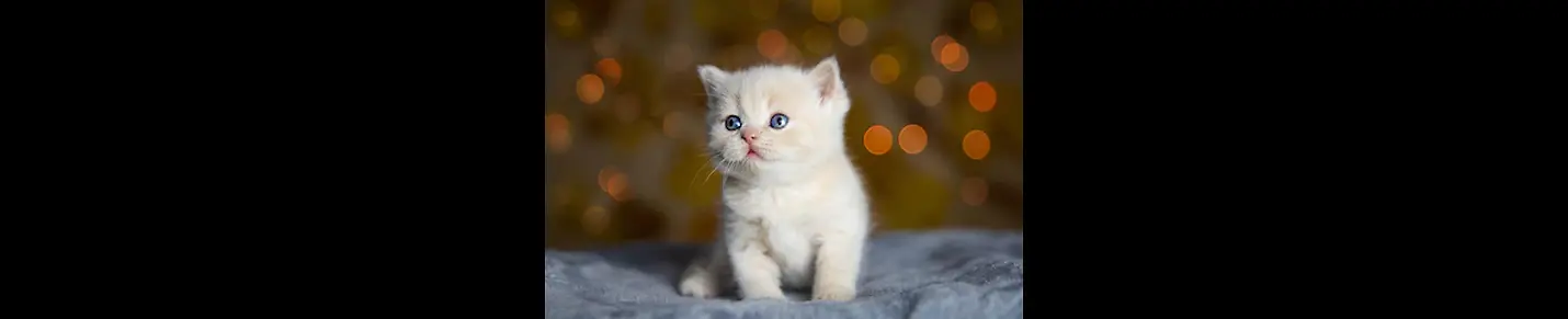 Cute Cats Baby