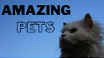 Amazing Pets