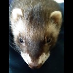 The Adventures of My Ferrets Loki and Fenrir