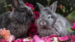 Cute Baby Bunnies