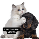 Furry Funnies Animal Videos