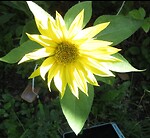 Melodies of Our Plants and Water Chime Crystals