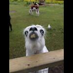 funny videos of animals across the planet