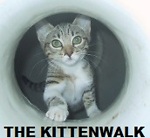 The Kitten Walk