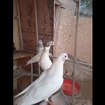 Pigeon video My