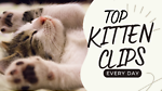 The best cats and kitten videos