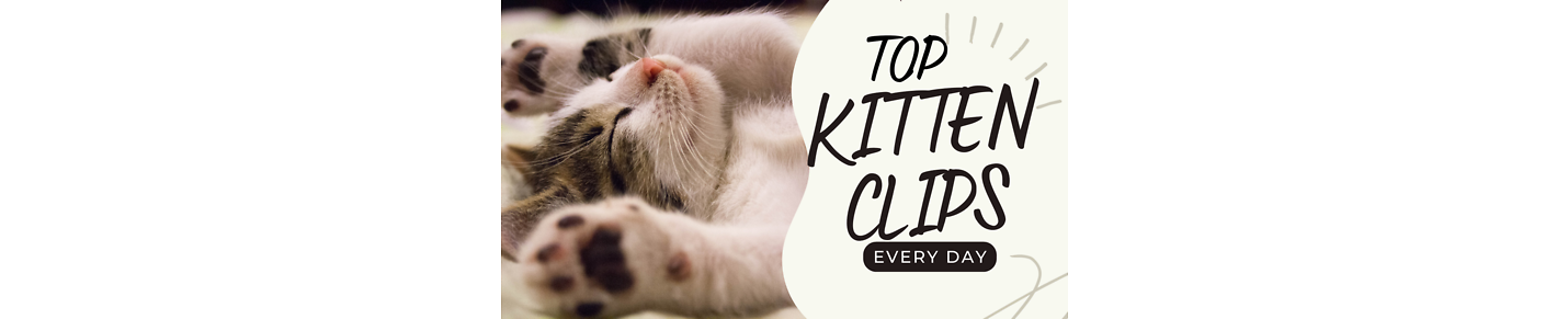The best cats and kitten videos