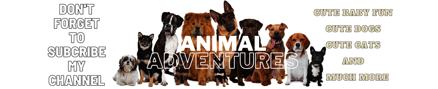 Animal Adventures