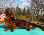 Cherrynoodles, wiener dog miniature Dachshund