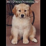 Star Crowned Goldens and Tollers