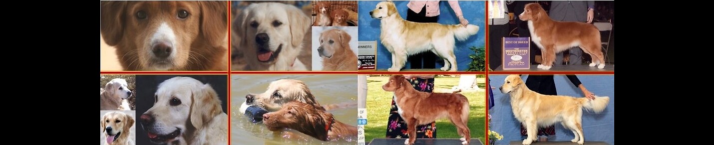 Star Crowned Goldens and Tollers