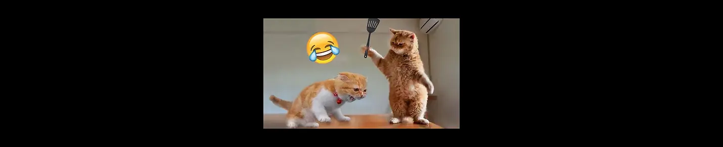 Funny animals Videos Are uploaded here