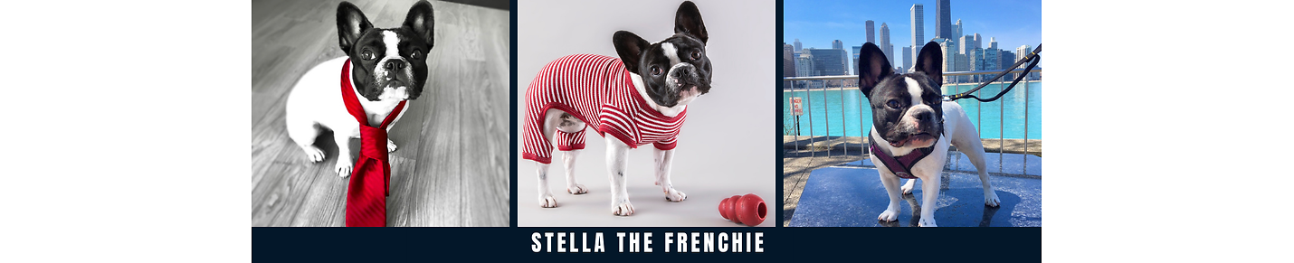 StellaTheFrenchie