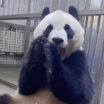 Panda eating habits