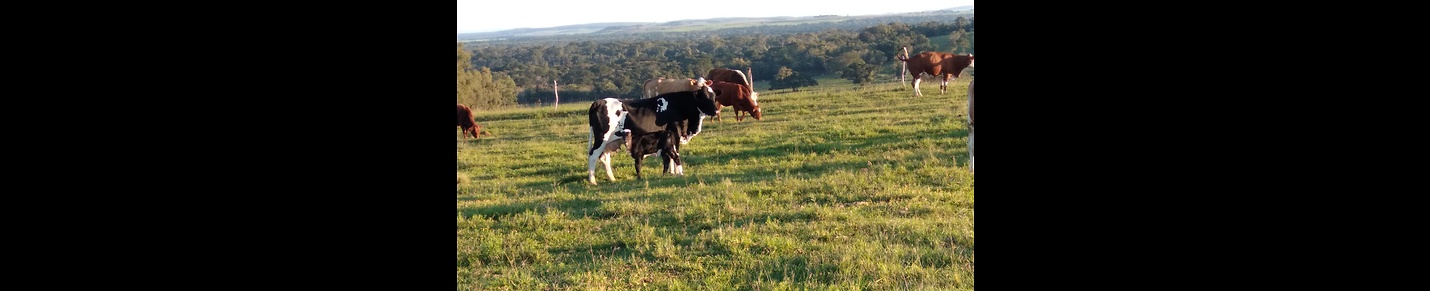 Mangrulho Mirante