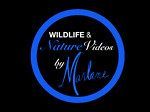 Wildlife & Nature Videos by Music by Marlane