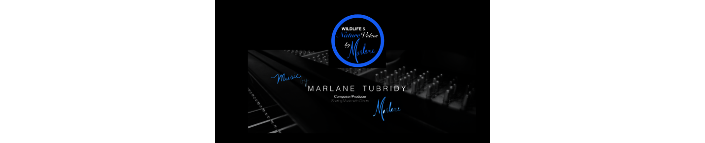 Wildlife & Nature Videos by Music by Marlane