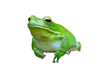 Frog Media