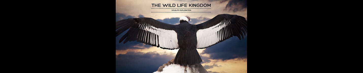 The Wild Life Kingdom