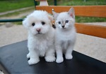 smart animals dogs and cat