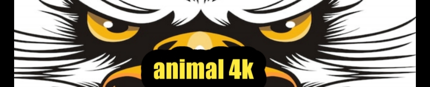 Animals 4k
