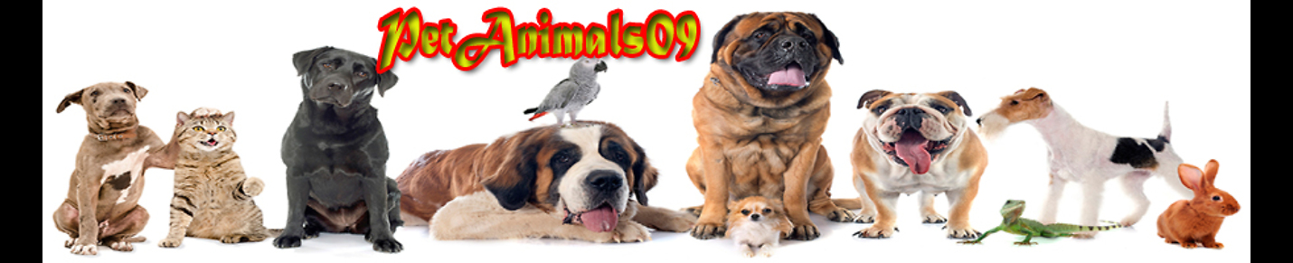 Pet Animals