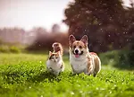 funny videos for dogs and cats