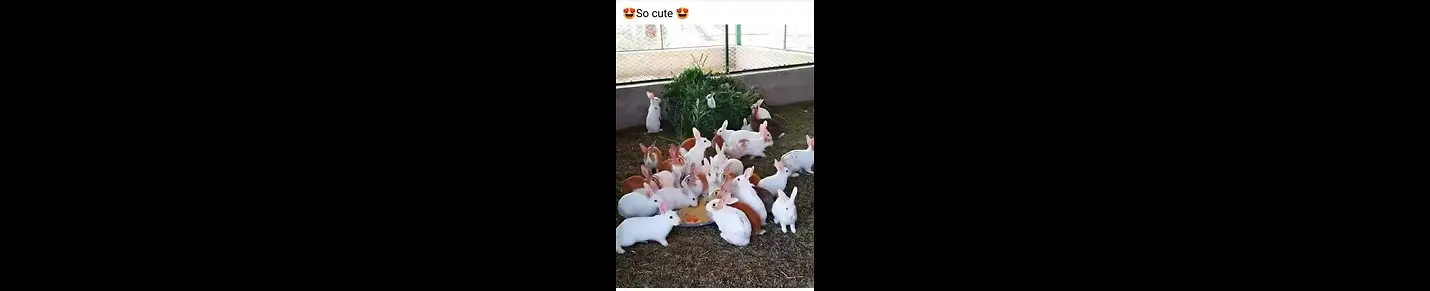Funny animal entertainment video