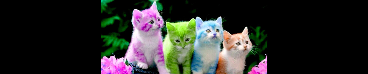 Cutest Kittens City