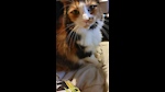 Chit Chat Calico Cat