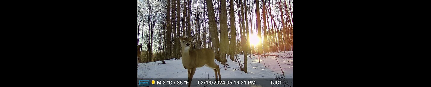 TJ's Critter Cam