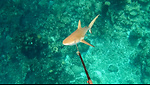 SpearFishing