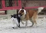Dog and Cat Lovers