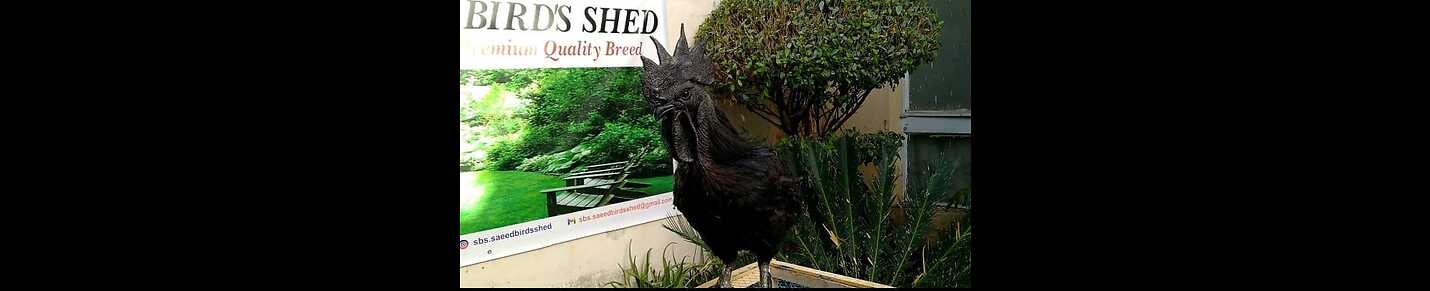 pure ayam cemani chicks,hen and rooster top quality
