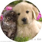 Dogs & Puppies - Cats & Kittens