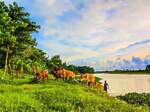 Green, bangla, greenbangla,natural scenery, Pleasant video,funny video,Animal videos,