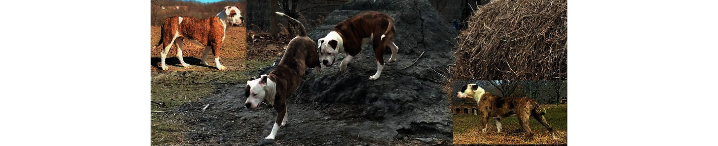 F. F. Fox'SFarm OF ALAPAHA BLUE BLOOD BULLDOGS