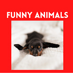 Videos about animals doing funny things This channel wants to bring you a little bit of funny during the stressful day.