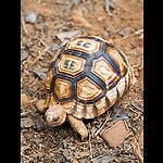 People And Tortoises