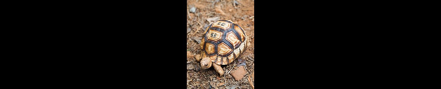 People And Tortoises