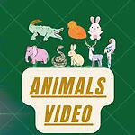 Animal Video Time