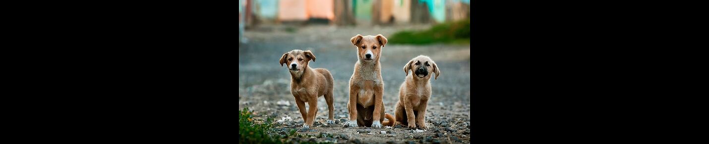 Paws & Play: Exploring the World of Canine Companions