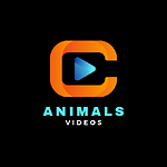 Animals video for kids
