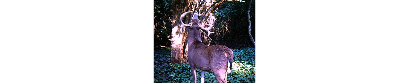 My favorite game camera images