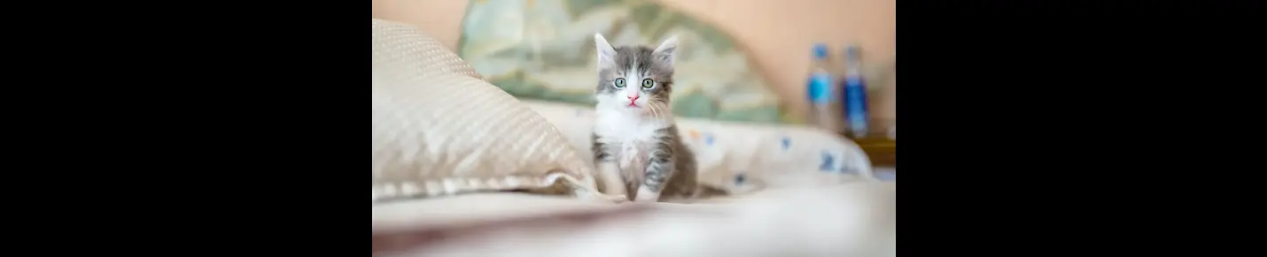 Baby Cats - Cute and Funny Cat Videos Compilation